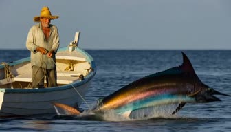 Far Out — The great marlin first reveals its scale beside the small boat.