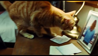 Staying Over in His Secret Room — intimate memory archaeology viewed through animals-nature.