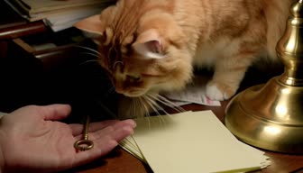 Staying Over in His Secret Room — care expressed without confession viewed through animals-nature.